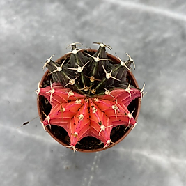 Gymnocalycium Variegata No:17