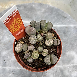 Lihops Yaşayan Taş 8,5cm saksı