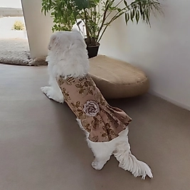 Köpek Elbisesi