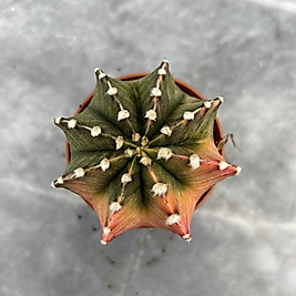 Gymnocalycium Variegata No:32