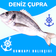 1 ADET ÇİĞ DENİZ ÇUPRA