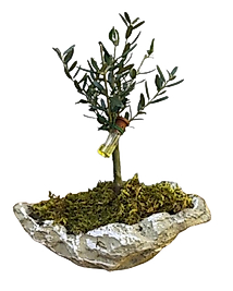 Kayık Saksıda Zeytin Ağacı