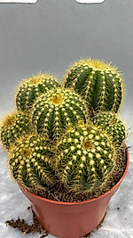 🌵 Notocactus Magnificus