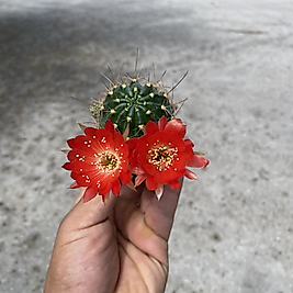 Kaktüs