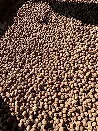 İnce Kabuklu Ceviz (Açıklamayı Okuyunuz)