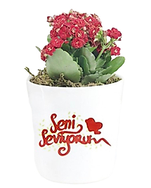 Seni Seviyorum Mesajlı Kırmızı Kalanchoe