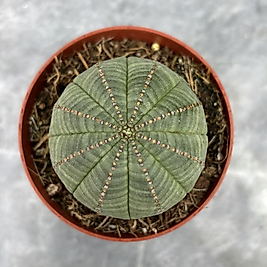 🌿 Euphorbia Obesa