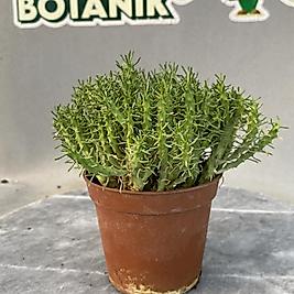 Euphorbia