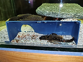 Yumurtlama Mağarası