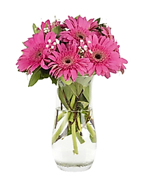 Cam Vazoda Fuşya Gerbera Çiçekleri