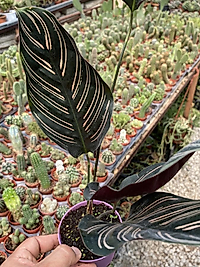 Dua Çiçeği Calathea Ornata