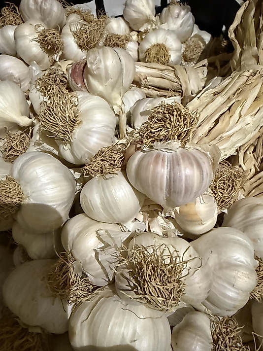 1 kg Taş Köprü Sarımsağı Orta boy