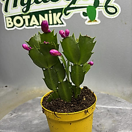 🎄 Yılbaşı Çiçeği – Schlumbergera Mor Çiçekli