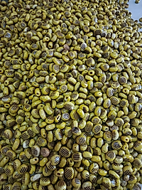 Izgara Zeytin