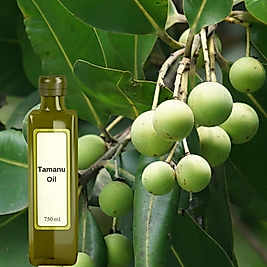 %100 Tamanu Yağı ( Calophyllum İnophyllum) Soğuk Sıkım Seyretilmemiştir ve Esans İçermez!