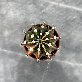 Gymnocalycium Variegata No:11