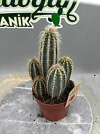 Sütun Kaktüs 12cm saksıda