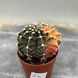 Gymnocalycium Variegata No:26