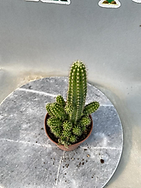 Echinocereus