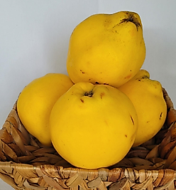 AYVA