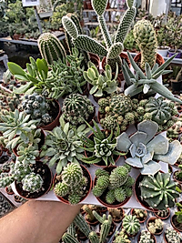 Kaktüs ve  Sukulent seti