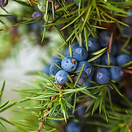 %100 Ardıç Hidrosolü  (Juniperus Excelsa )  Distile Su ve Esans İçermez!