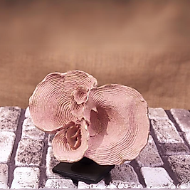 Mercan Biblo 25x25cm. PEMBE