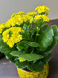 Kalanchoe