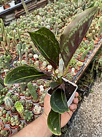 Calathea Dua Çiçeği