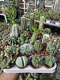 20li kaktüs set 🌵