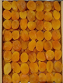 PENCERELİ KUTULU KAYSI