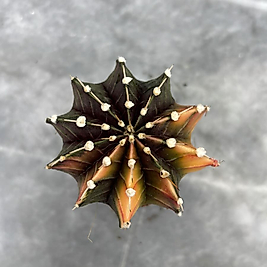 Gymnocalycium Variegata No:33