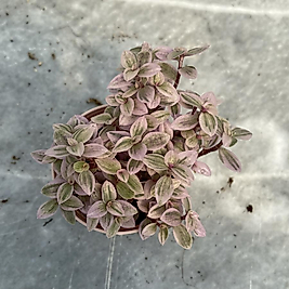 Pink lady