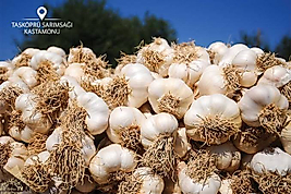 Sarımsak Taşköprü 3 Kg orta boy