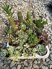 🌵 20’li Kaktüs & Sukulent Mix Set 🌵