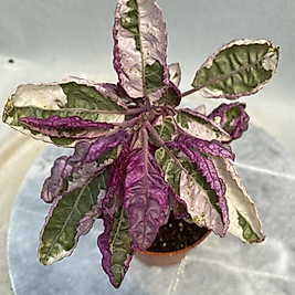 Hemigraphis Alternata