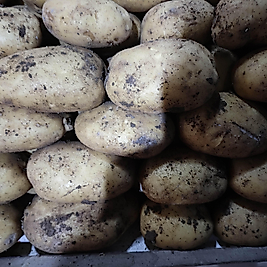PATATES TAZE