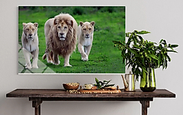 Aslan Ve Yavruları Cam Tablo
