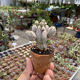 Euphorbia globosa