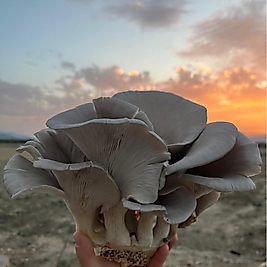 İSTİRİDYE MANTARI 1 KG