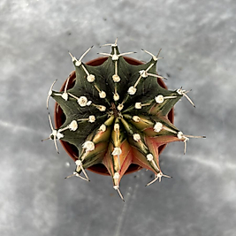 Gymnocalycium Variegata No:23