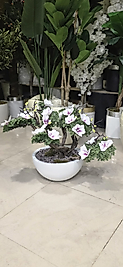 Beyaz Yarım Küre Karbonfiber saksıda Çiçekli Bonsai