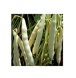 Beyaz Barbunya Tohumu. Oturaktır 100 gram