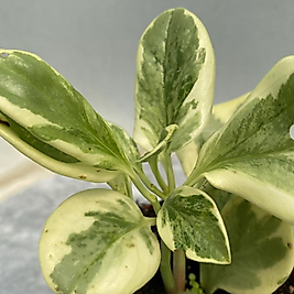 Alacalı peperomia