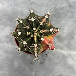 Gymnocalycium Variegata No:26