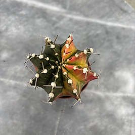 Gymnocalycium Variegata No:42