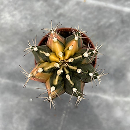 Gymnocalycium Variegata No:24