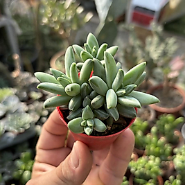 Pachyputum Compactum