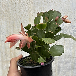 🎄 Yılbaşı Çiçeği – Schlumbergera
