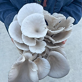 İSTİRİDYE MANTARI 5 KG